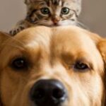 kat en hond