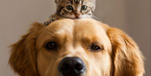 kat en hond